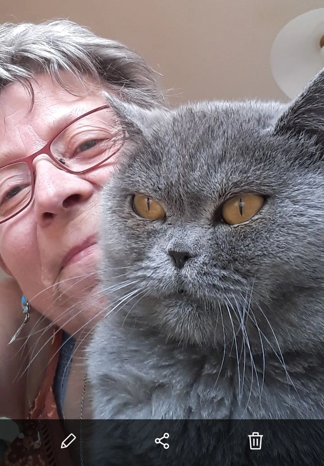 Tierschutzorganisation Arche 90 e.V. - Elfi Britisch Kurzhaarkatze mit einer Frau