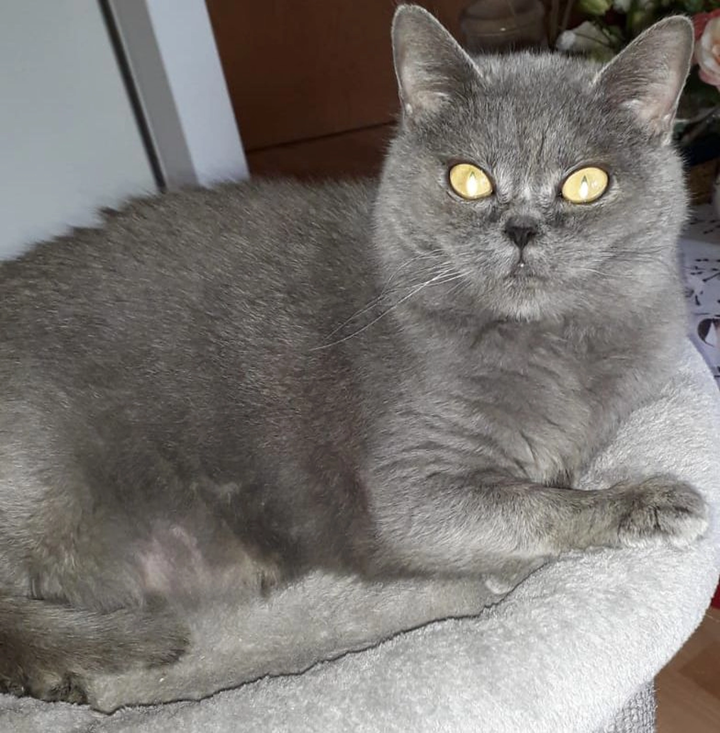 Tierschutzorganisation Arche 90 e.V. - Elfi Britisch Kurzhaarkatze