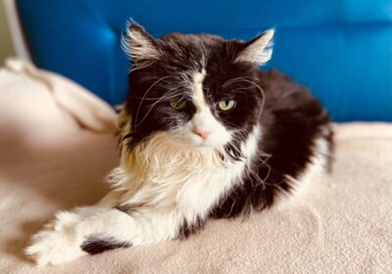 Tierschutzorganisation Arche 90 e.V. - Krebskranke Katze Sid