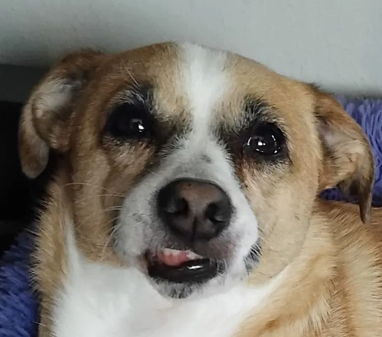 Tierschutzorganisation Arche 90 e.V. - Sweety Hund