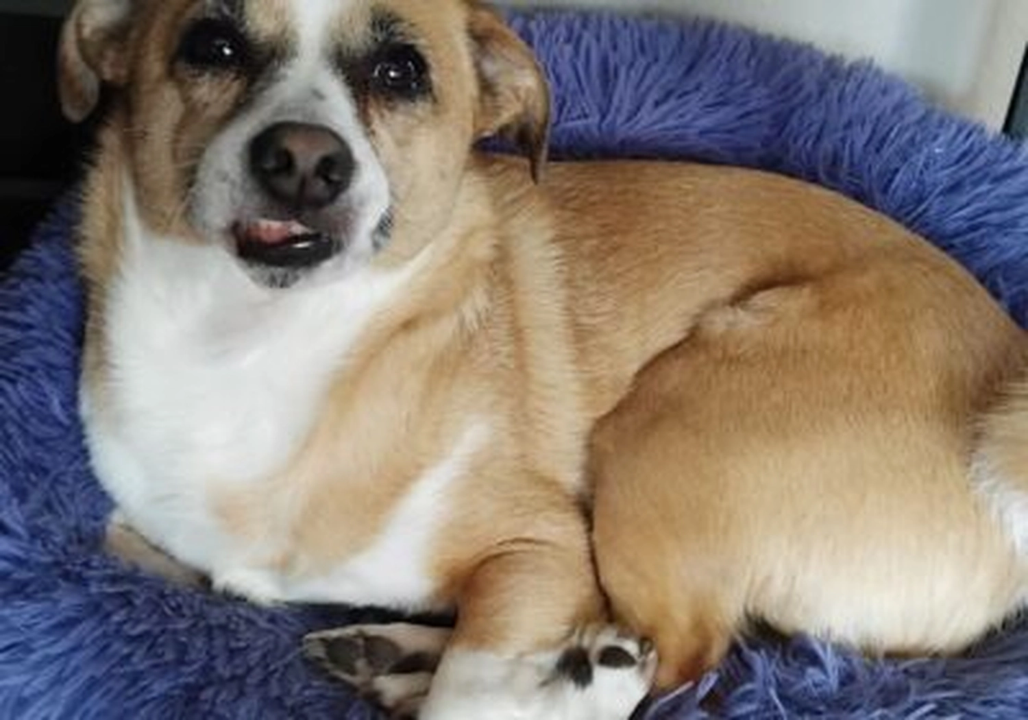 Tierschutzorganisation Arche 90 e.V. - Sweety Hund