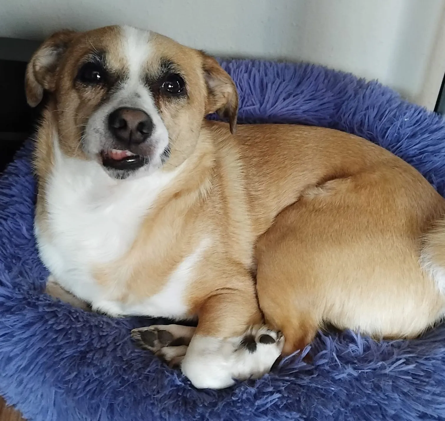 Tierschutzorganisation Arche 90 e.V. - Sweety Hund