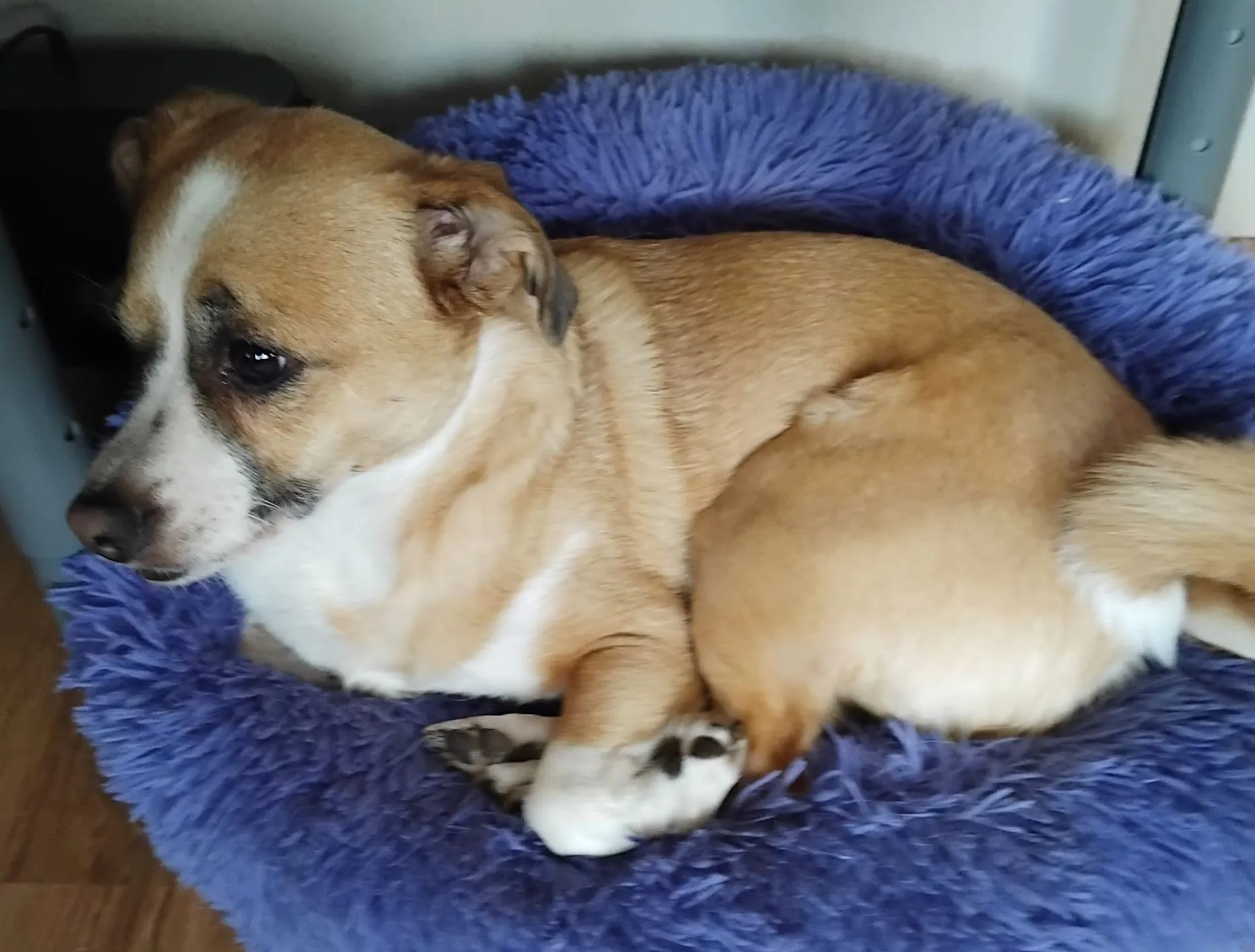 Tierschutzorganisation Arche 90 e.V. - Sweety Hund