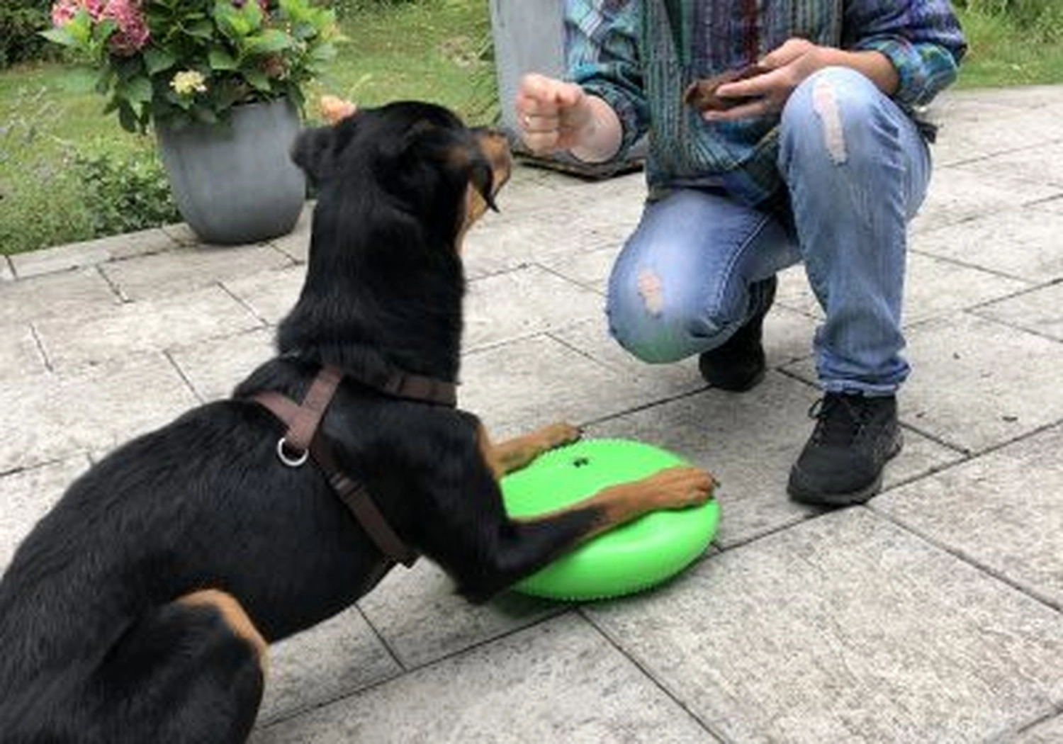 Tierschutzorganisation Arche 90 e.V. - Hund