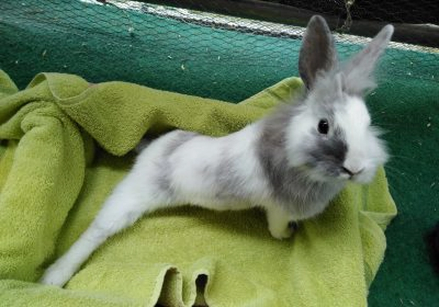 Tierschutzorganisation Arche 90 e.V. - Kaninchen
