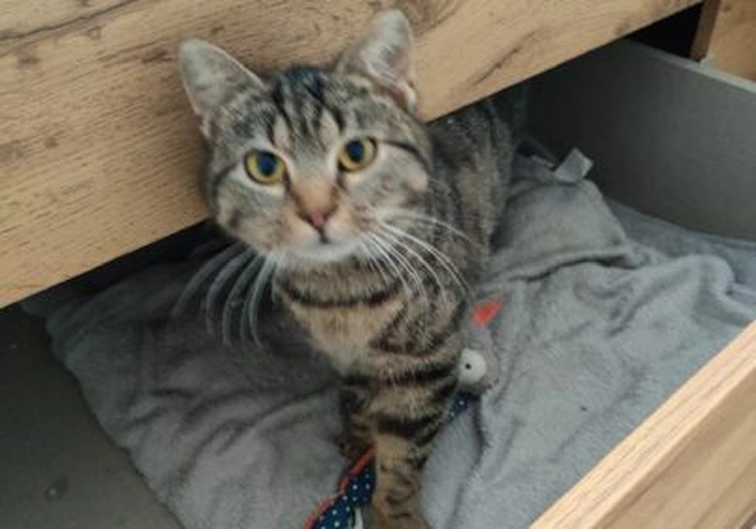 Tierschutzorganisation Arche 90 e.V. - Katze Susi