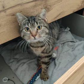 Tierschutzorganisation Arche 90 e.V. - Katze Susi