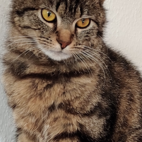 Tierschutzorganisation Arche 90 e.V. - Katze Susi