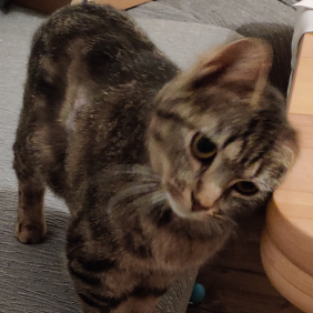 Tierschutzorganisation Arche 90 e.V. - Katze Susi