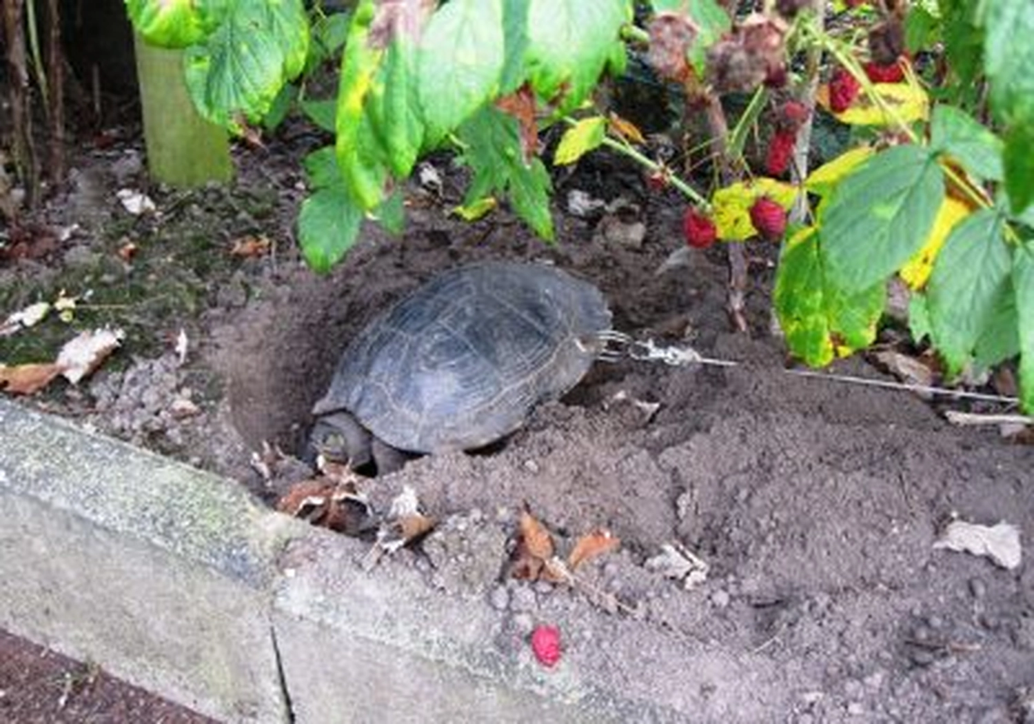 Tierschutzorganisation Arche 90 e.V. - Eine große Schildkröte sitzt in einer ausgehobenen Erdmulde neben einer Steinbordsteinkante und grünen Pflanzen.