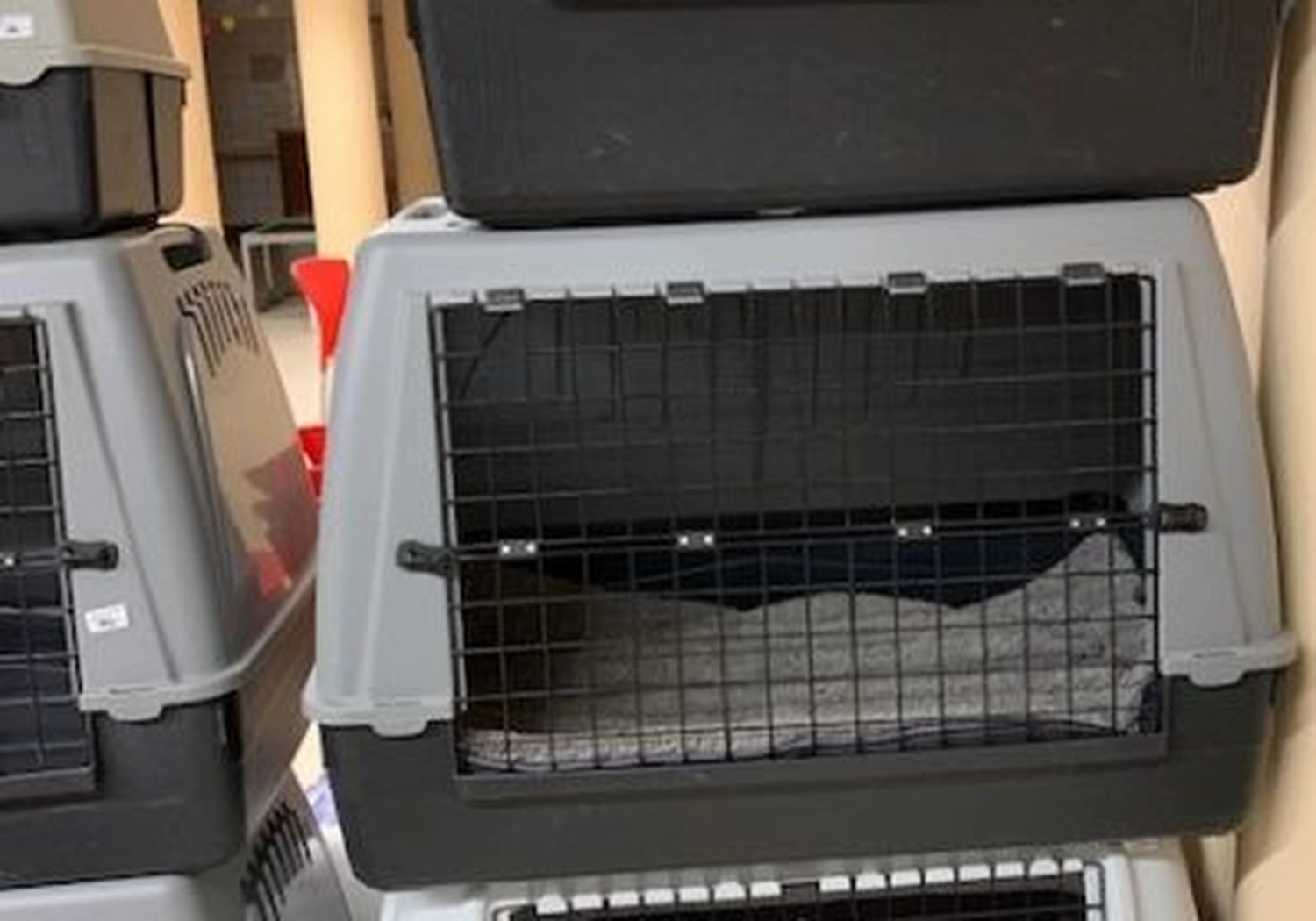 Tierschutzorganisation Arche 90 e.V. - Hundeboxen