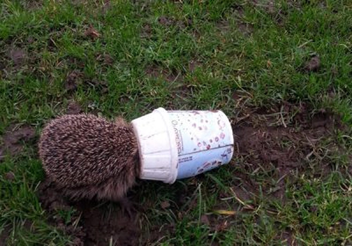 Tierschutzorganisation Arche 90 e.V. - Ein kleiner Igel auf grünem Gras, dessen Kopf in einem leeren, weggeworfenen Papp- oder Plastikbecher steckt.