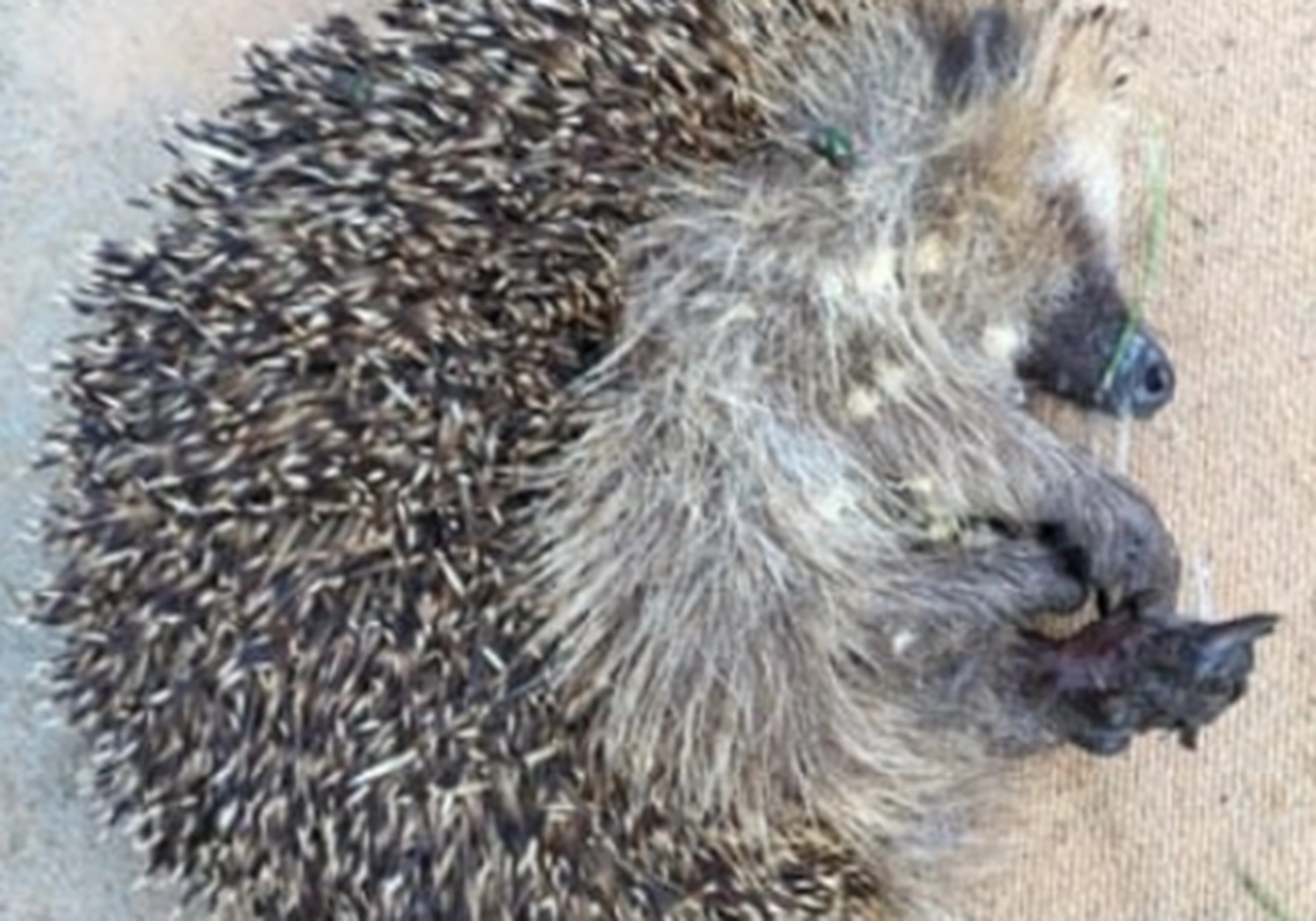 Tierschutzorganisation Arche 90 e.V. - Jugendlicher schlägt Igel tot