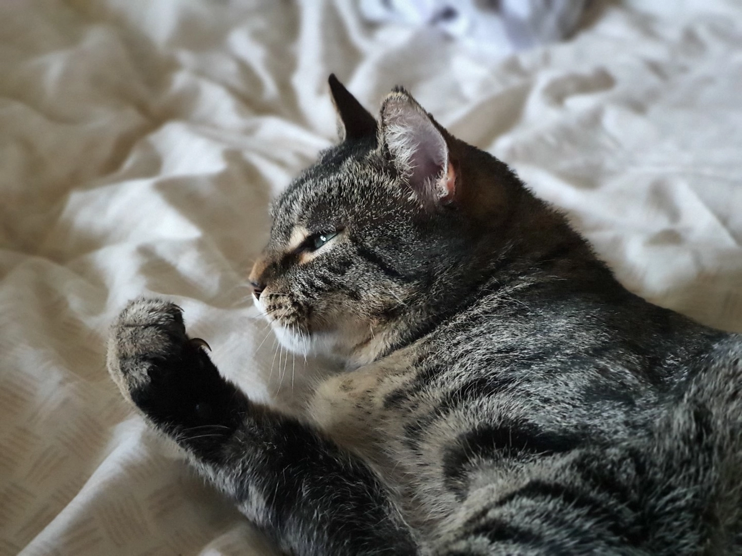 Tierschutzorganisation Arche 90 e.V. - Joschy Katze