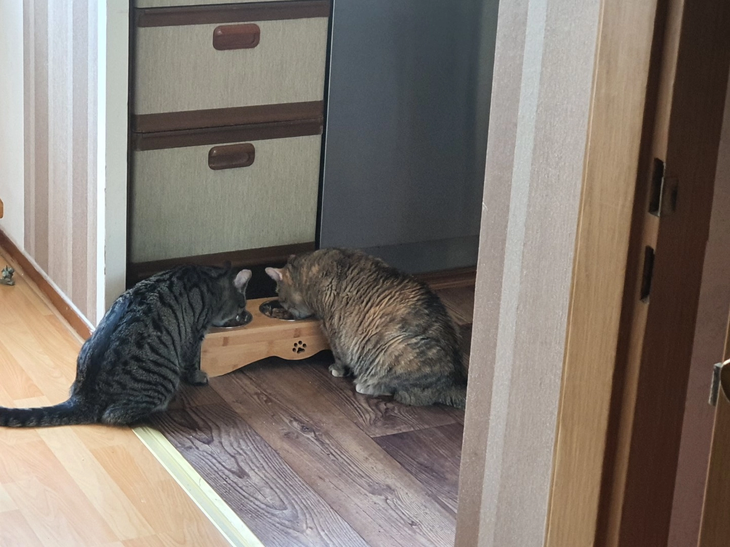Tierschutzorganisation Arche 90 e.V. - Joschy Katze