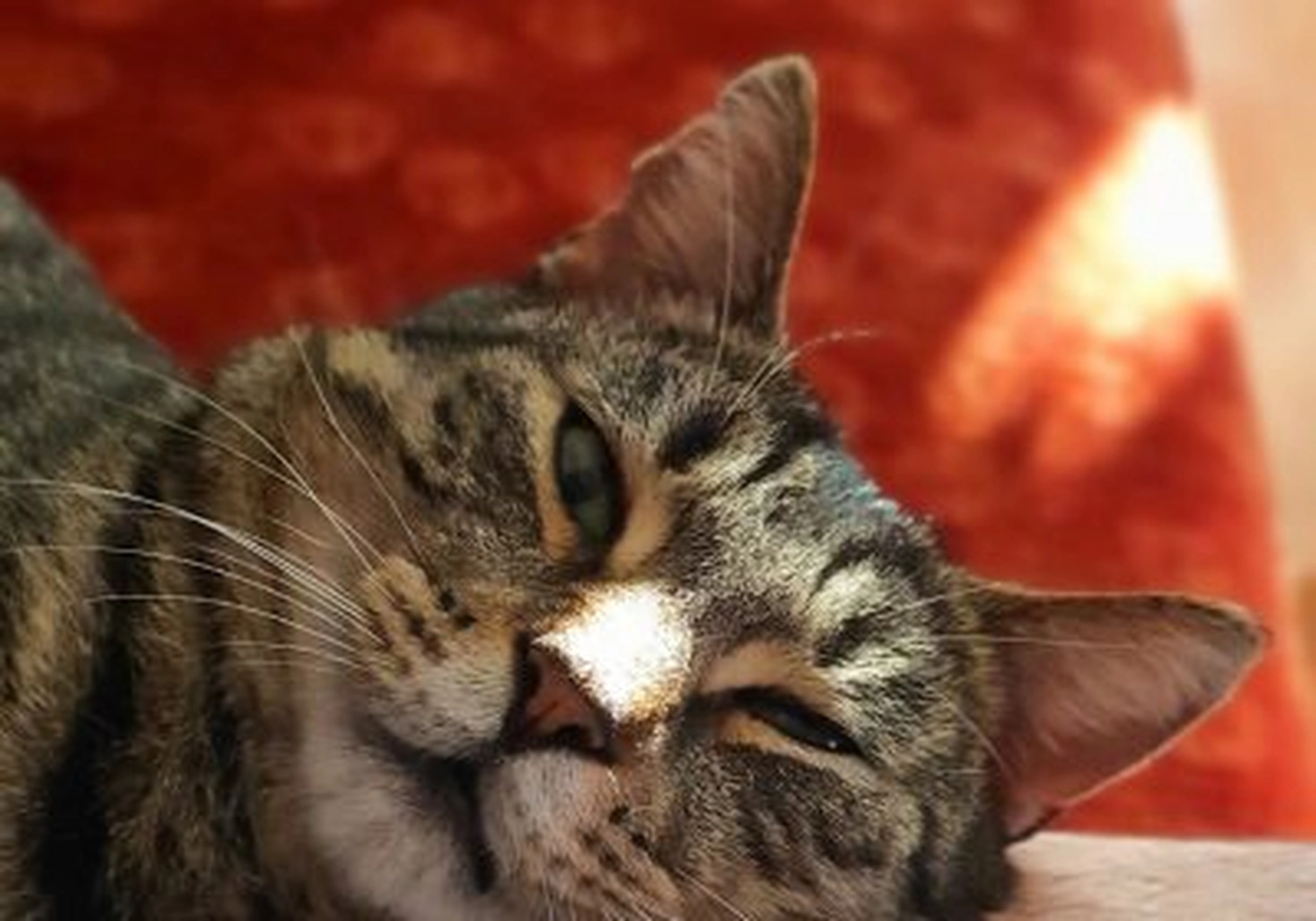 Tierschutzorganisation Arche 90 e.V. - Joschy Katze