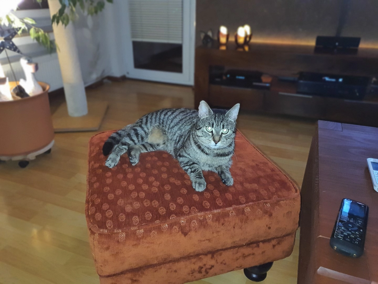 Tierschutzorganisation Arche 90 e.V. - Joschy Katze