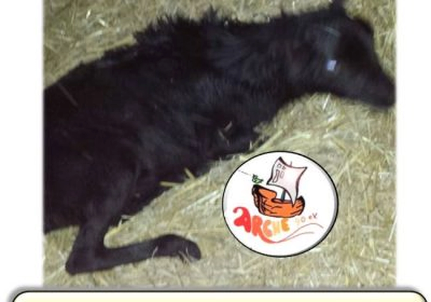 Tierschutzorganisation Arche 90 e.V. - Ein langhaariges schwarzes Kamerunschaf liegt in einem Gehege auf einer leichten Stroheinstreu.