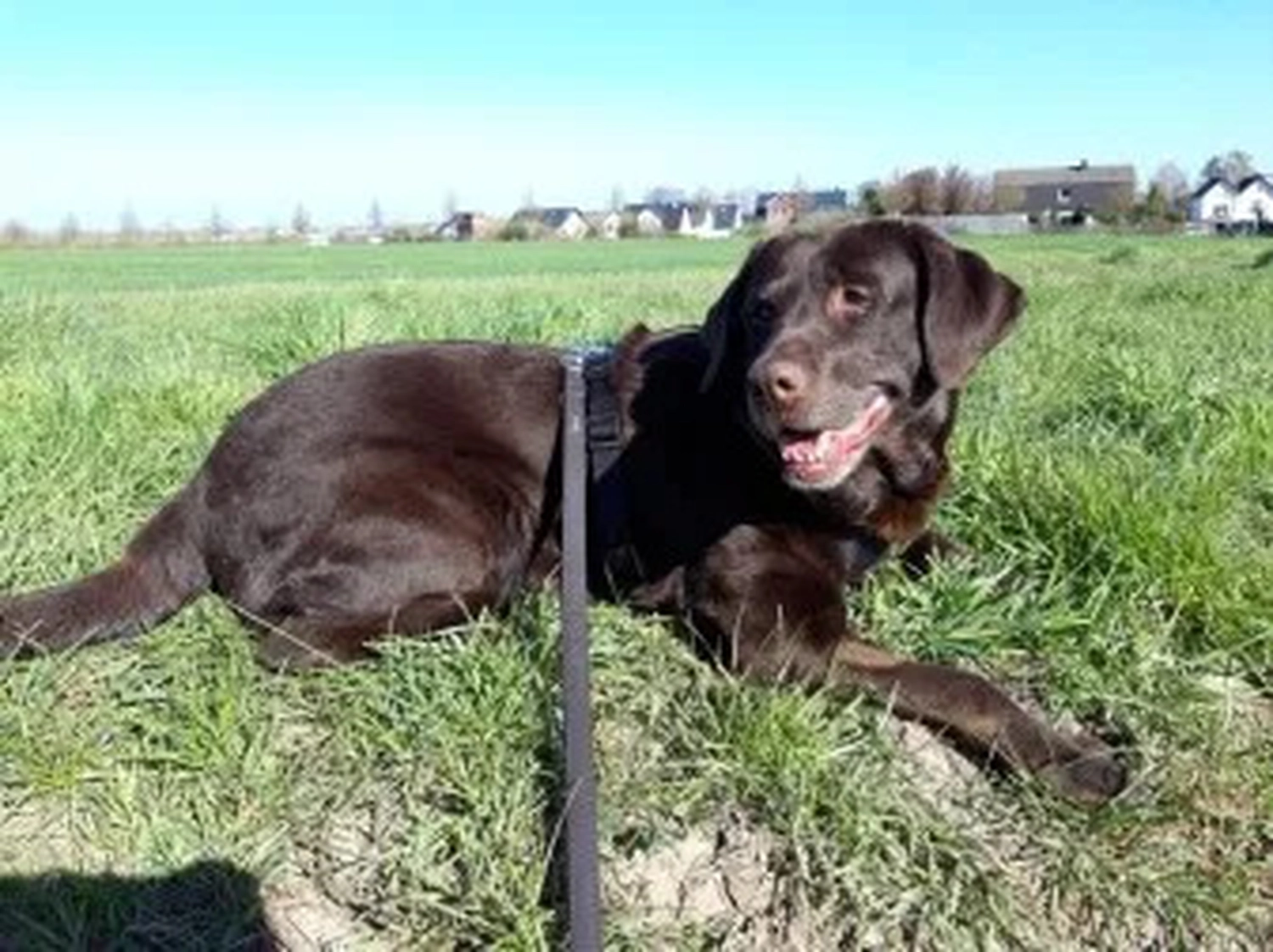 Tierschutzorganisation Arche 90 e.V. - Layla hund
