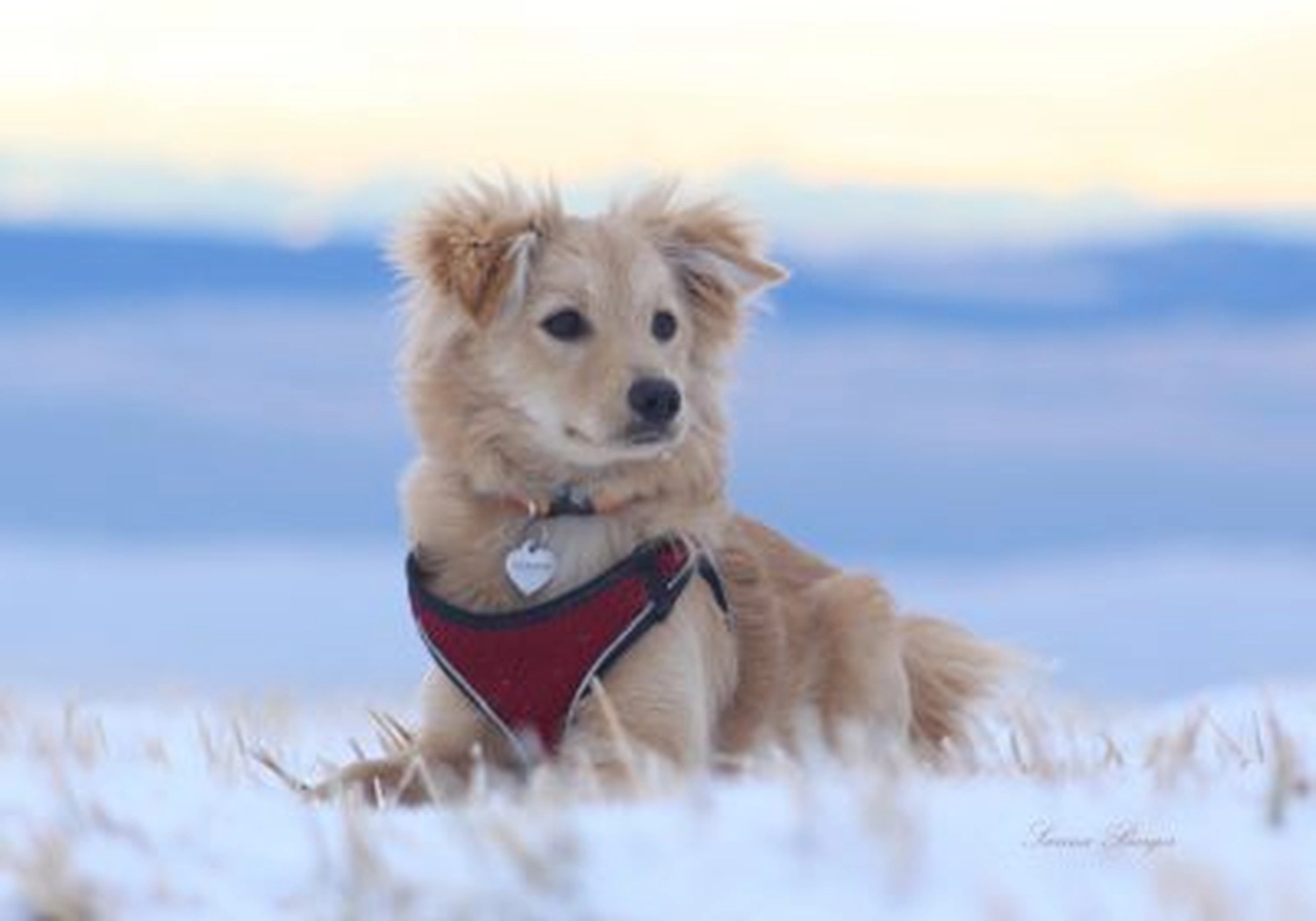 Tierschutzorganisation Arche 90 e.V. - Loni hund