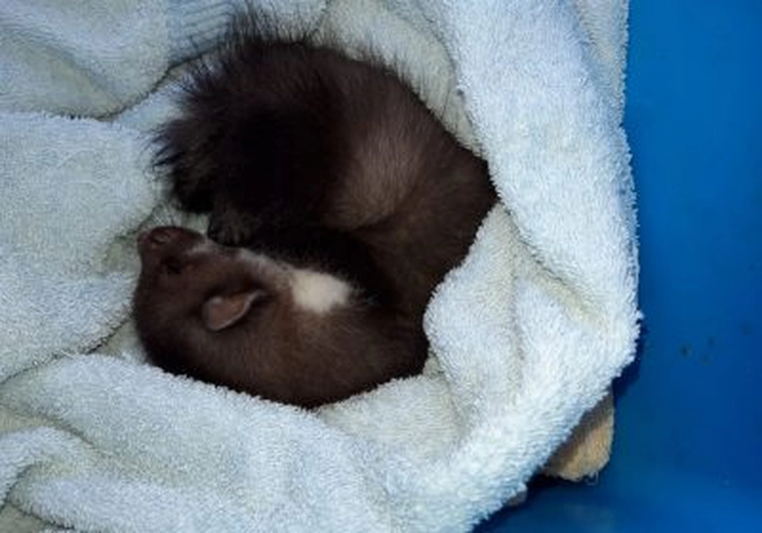 Tierschutzorganisation Arche 90 e.V. - Marderbaby
