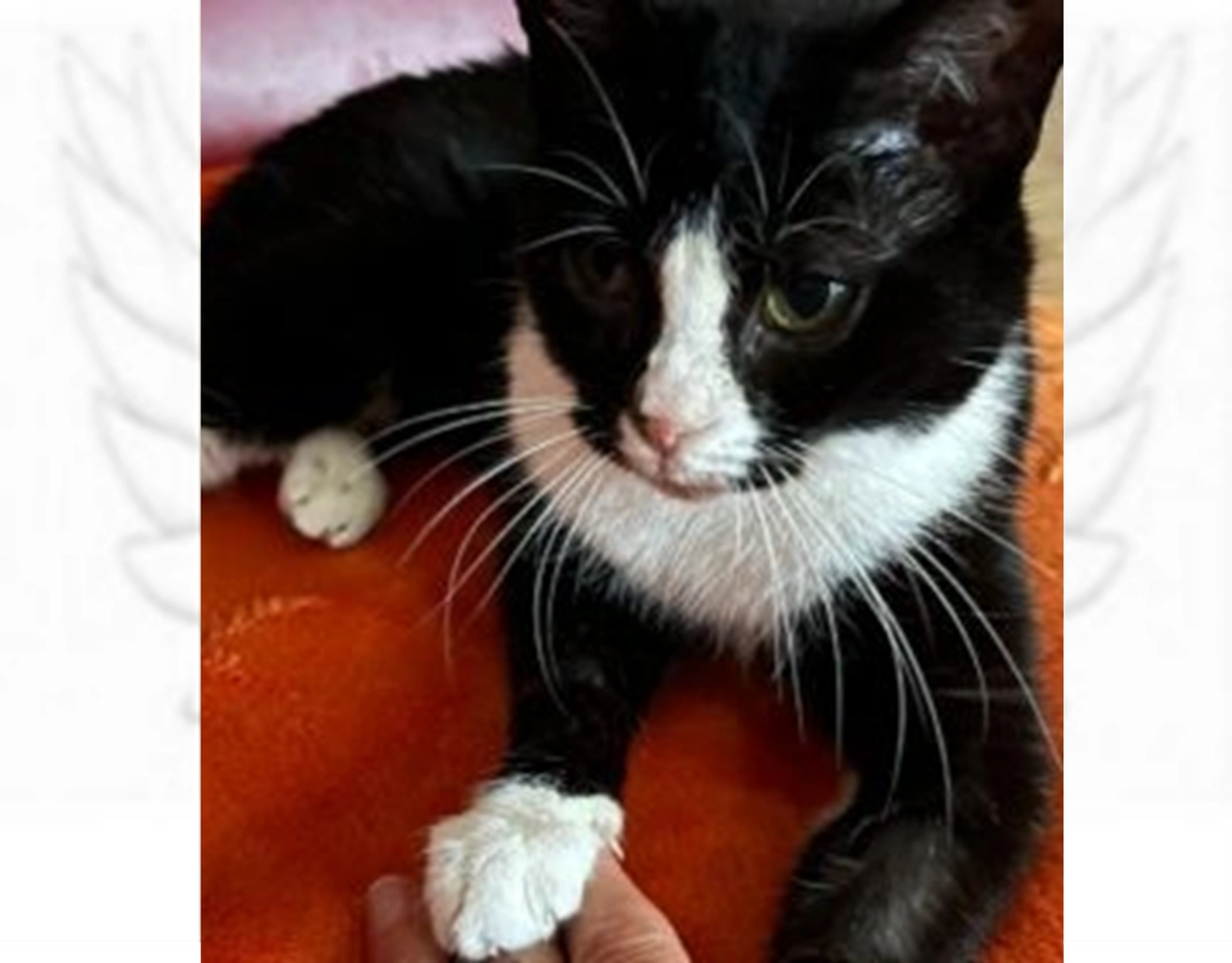 Tierschutzorganisation Arche 90 e.V. - Mechthild katze