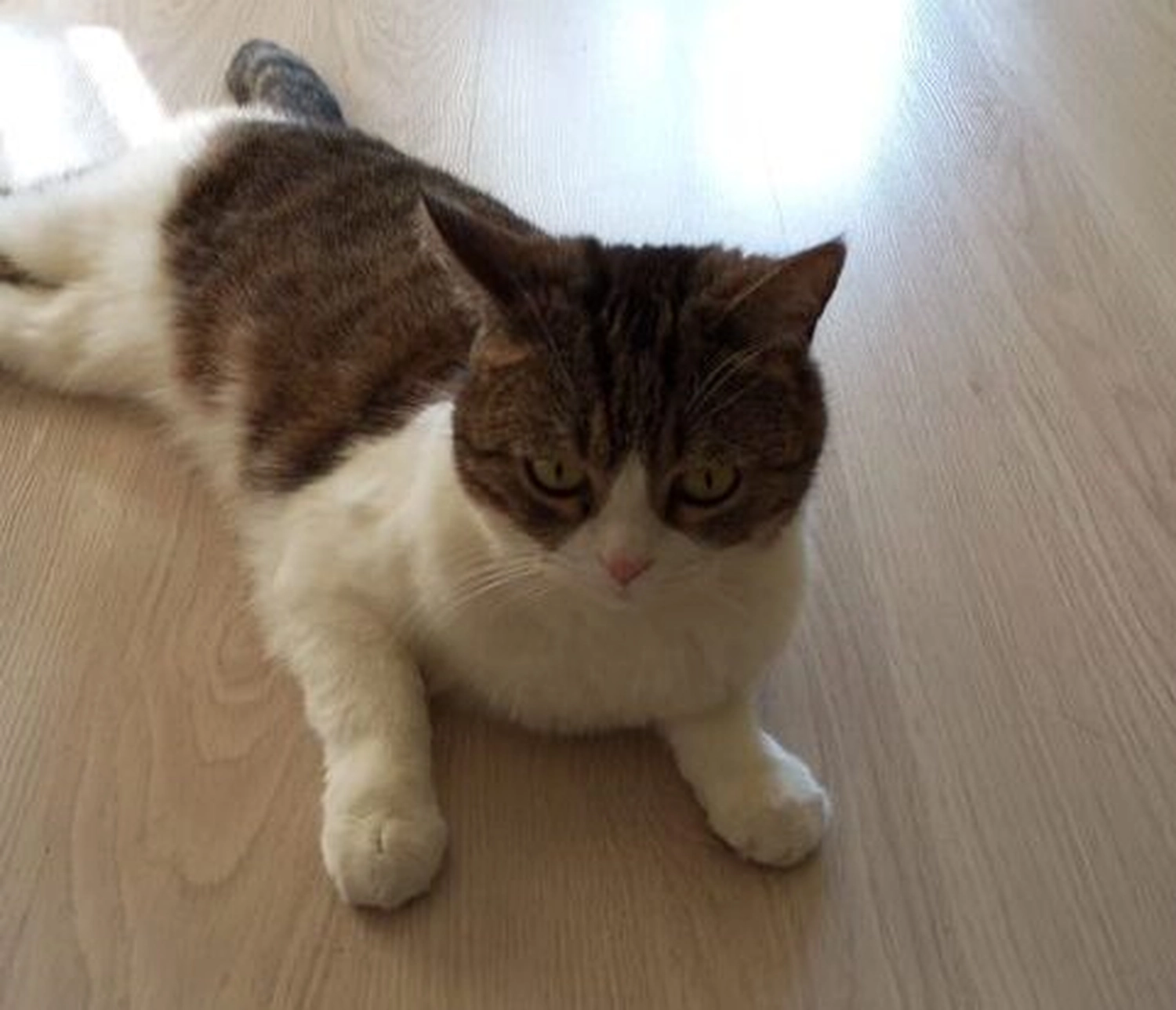 Tierschutzorganisation Arche 90 e.V. - Perser-Mix-Dame Mia katze