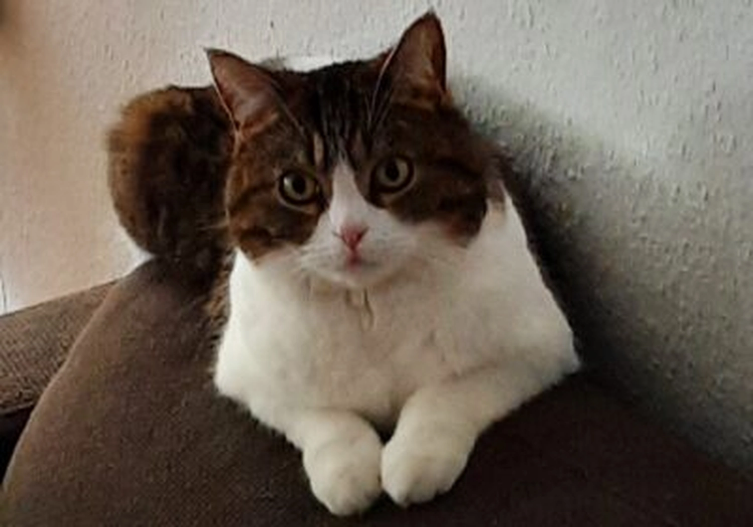 Tierschutzorganisation Arche 90 e.V. - Perser-Mix-Dame Mia katze
