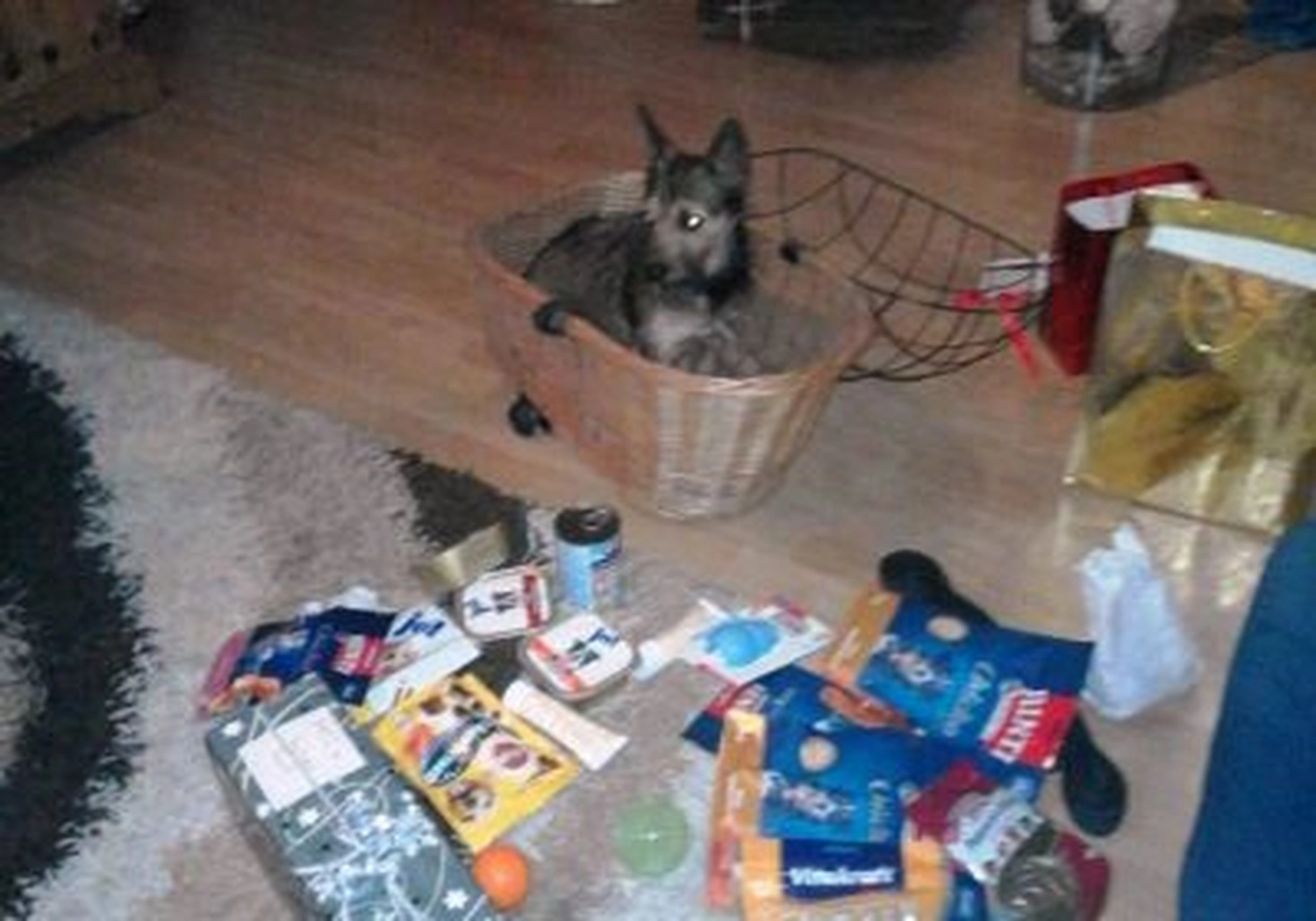 Tierschutzorganisation Arche 90 e.V. - Ein kleiner, dunkelhaariger Terrierwelpe sitzt in einem geflochtenen Korb auf dem Boden, umgeben von verschiedenen Tierbedarfspackungen.