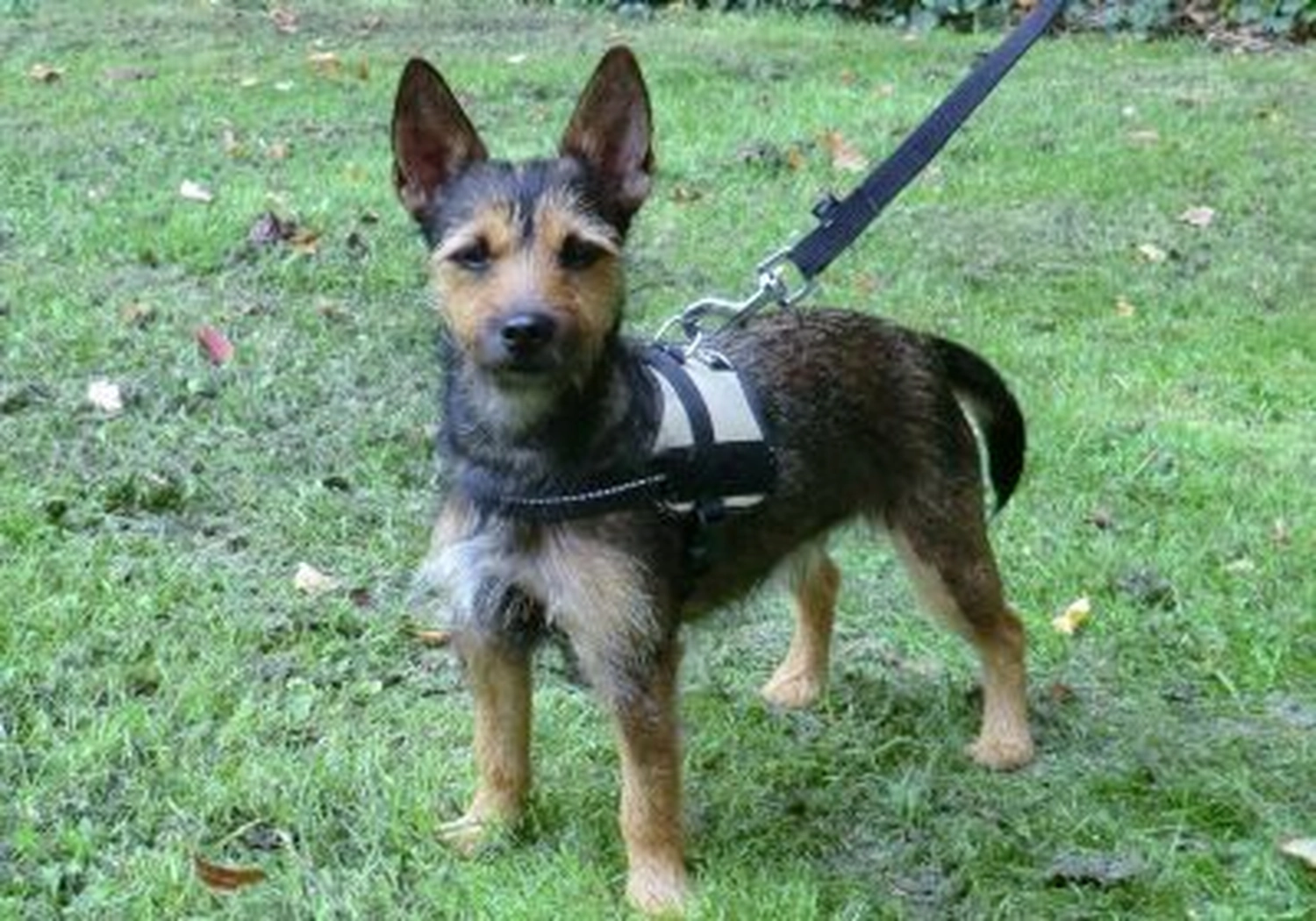 Tierschutzorganisation Arche 90 e.V. - Patenhund: Mila
