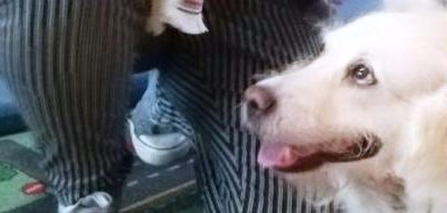 Tierschutzorganisation Arche 90 e.V. - Nelly hund
