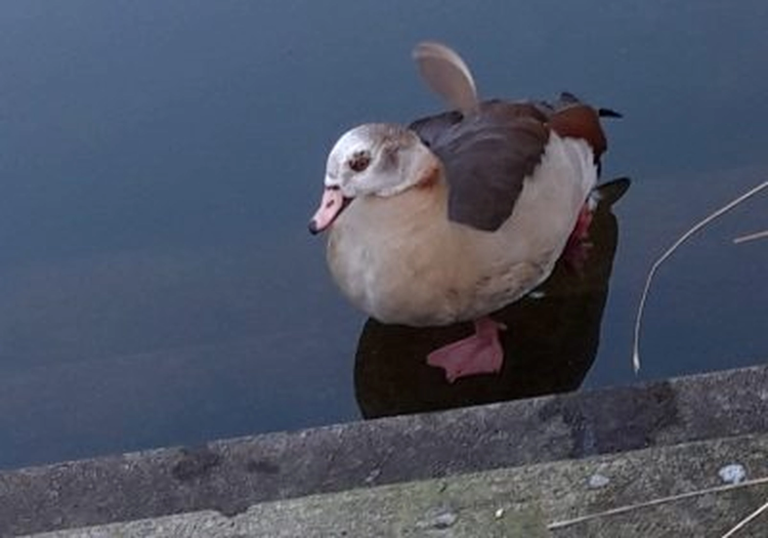 Tierschutzorganisation Arche 90 e.V. - Verletzte Nilgans