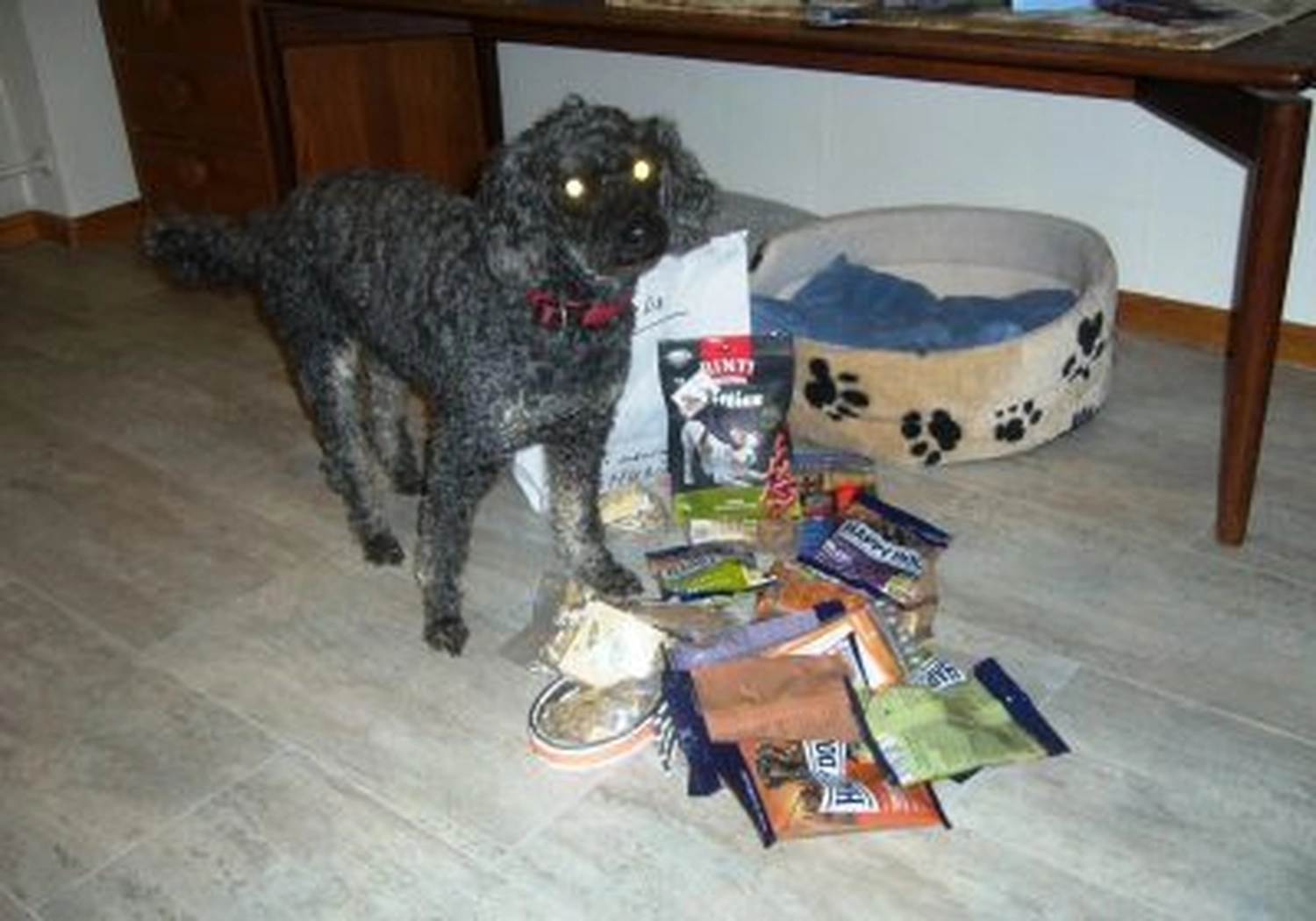 Tierschutzorganisation Arche 90 e.V. - Ein flauschiger schwarzer Pudel steht auf hellem Boden neben einem Hundebett, umgeben von Dutzenden verstreuten Futterbeuteln und Leckerlis.