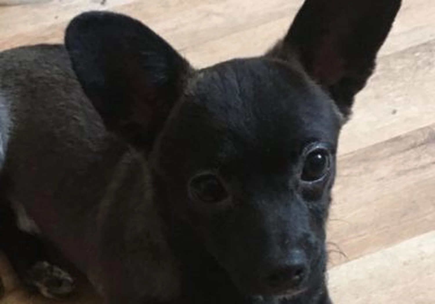Tierschutzorganisation Arche 90 e.V. - Hund