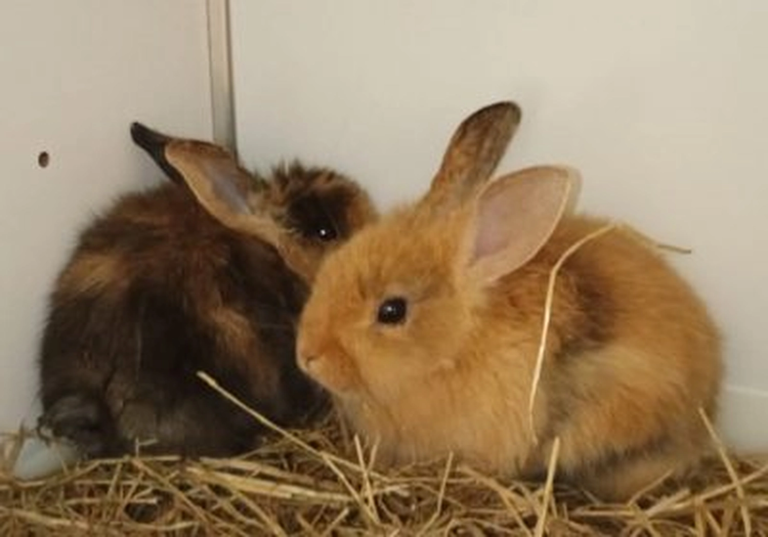 Tierschutzorganisation Arche 90 e.V. - Kaninchen