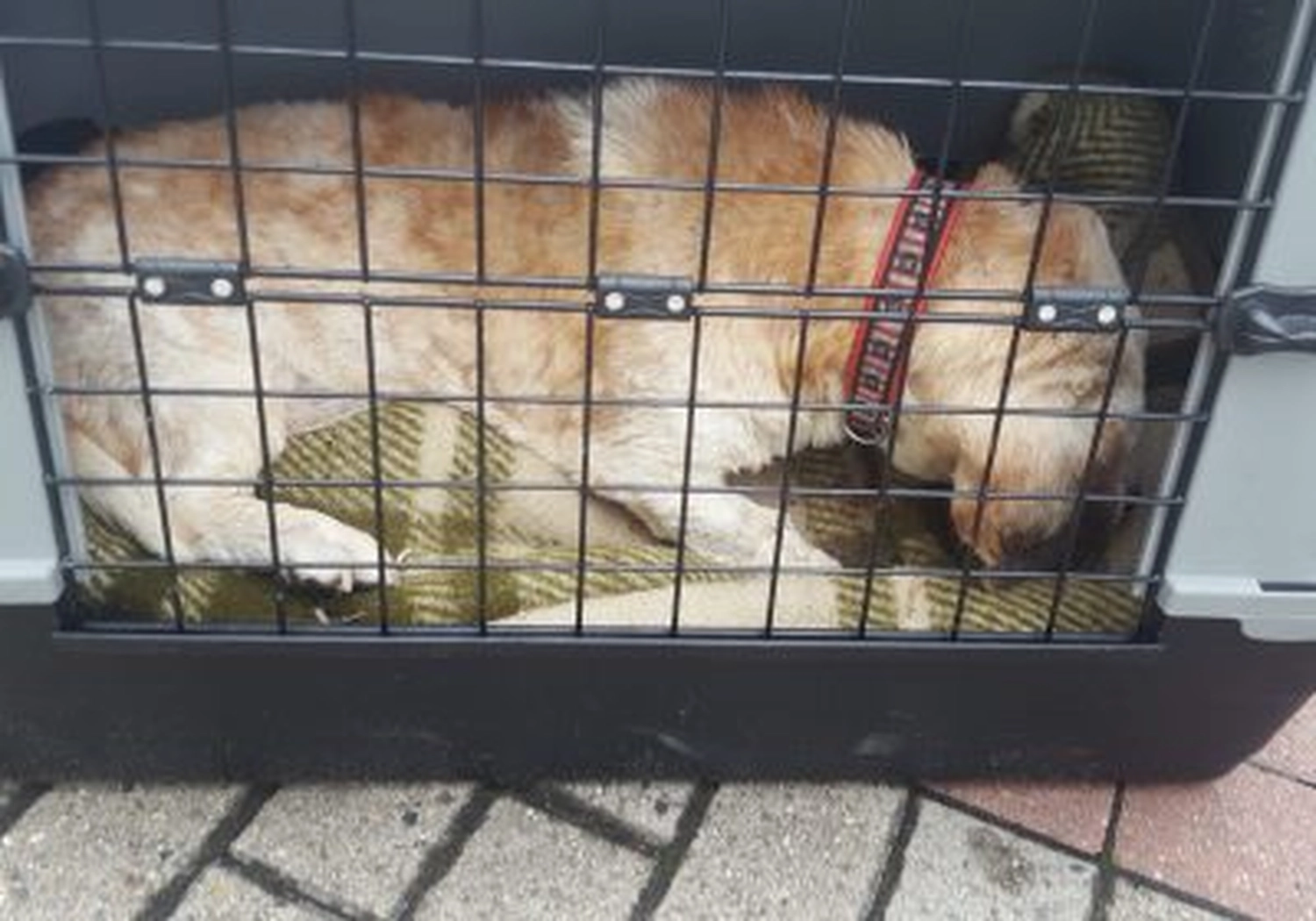 Tierschutzorganisation Arche 90 e.V. - Hund im Hundeboxen