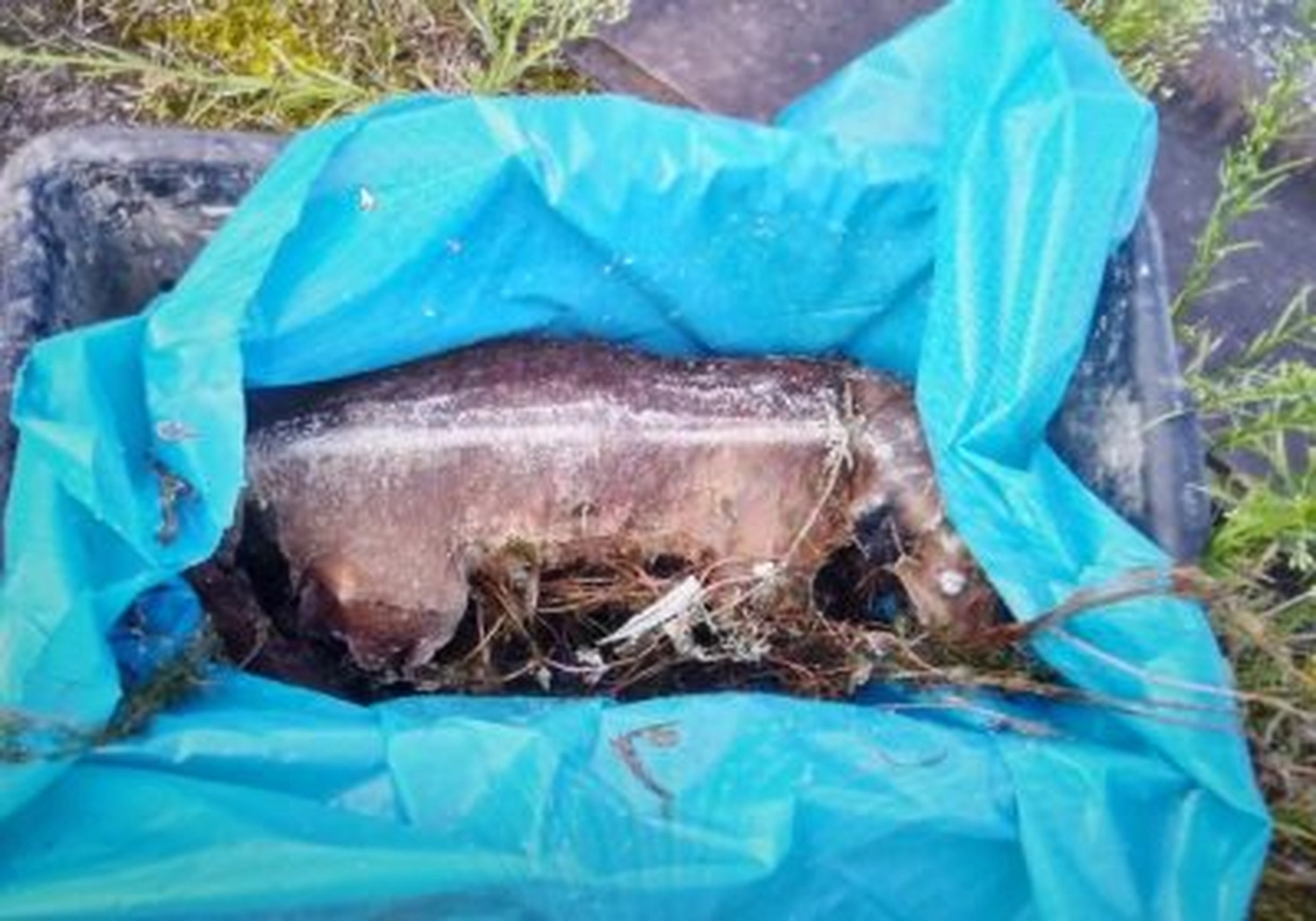Tierschutzorganisation Arche 90 e.V. - Tote Hündin im Kanal entdeckt