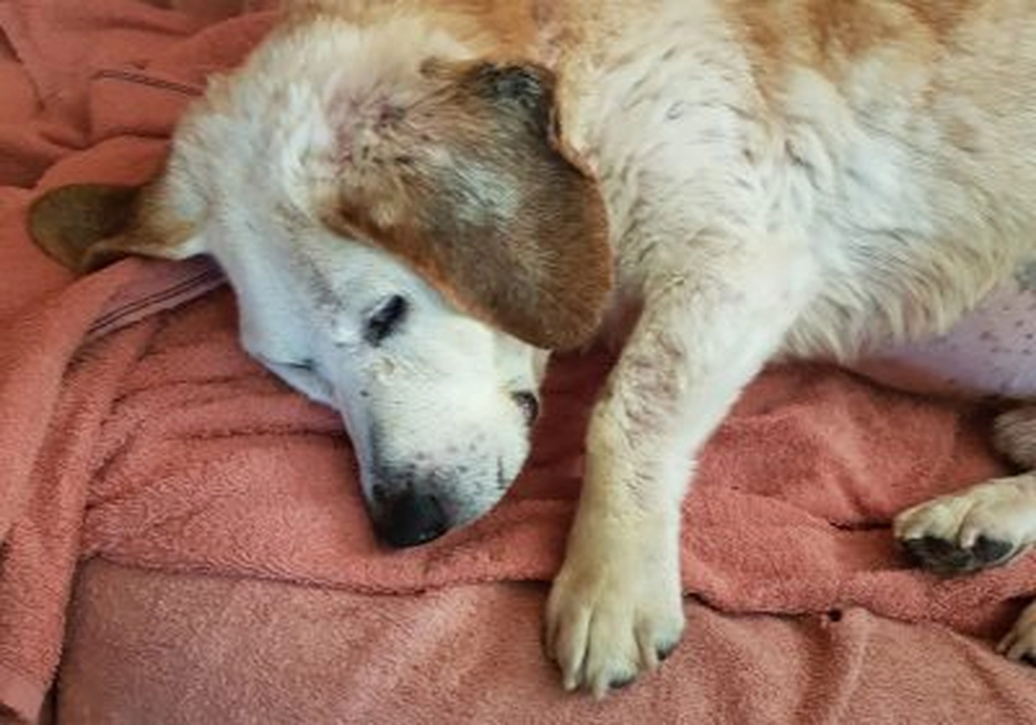Tierschutzorganisation Arche 90 e.V. - Hund