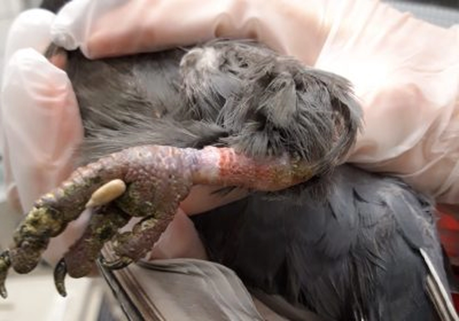 Tierschutzorganisation Arche 90 e.V. - Verletztes Tier