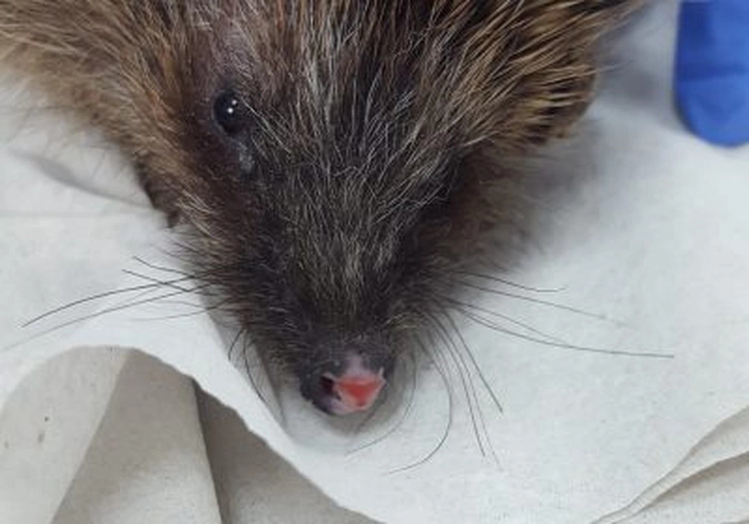 Tierschutzorganisation Arche 90 e.V. - Ratte