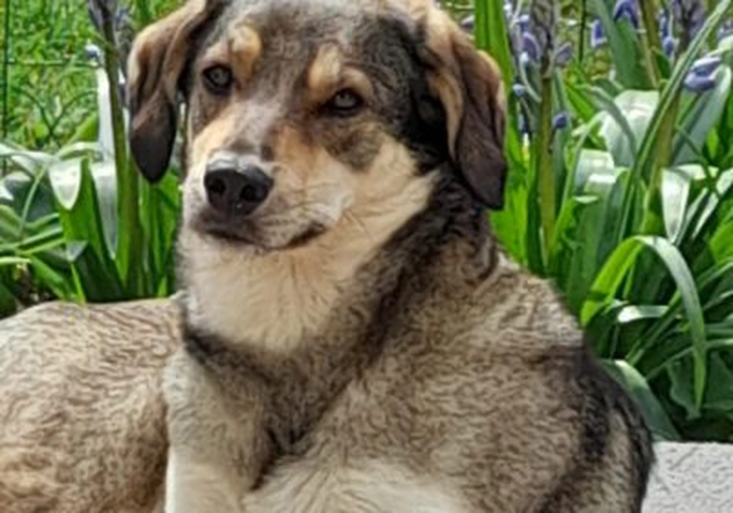Tierschutzorganisation Arche 90 e.V. - Hund