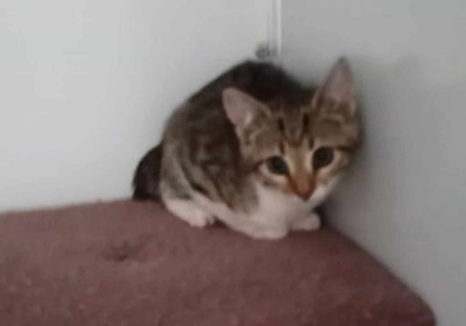 Tierschutzorganisation Arche 90 e.V. - Katze