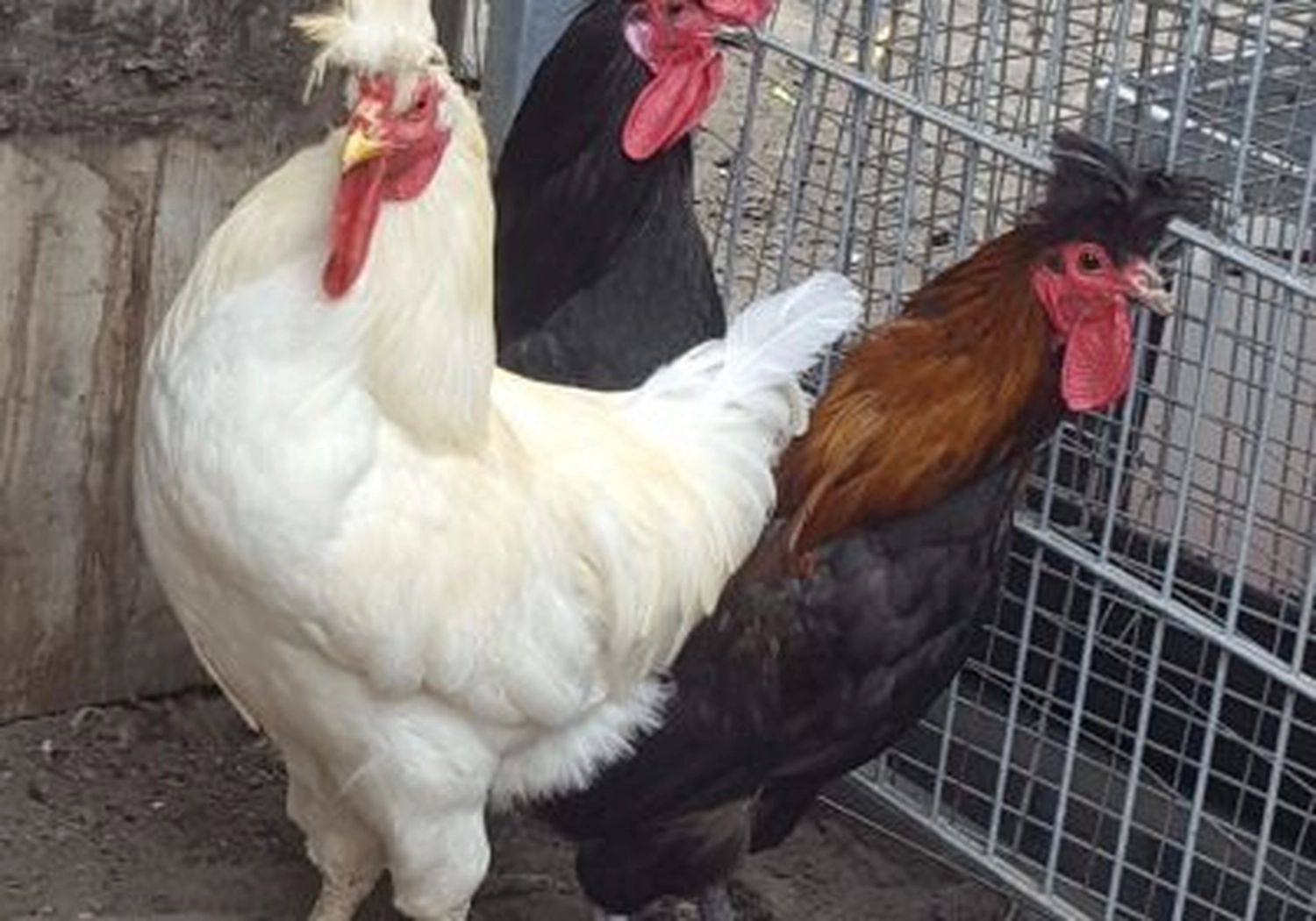 Tierschutzorganisation Arche 90 e.V. - Hähne