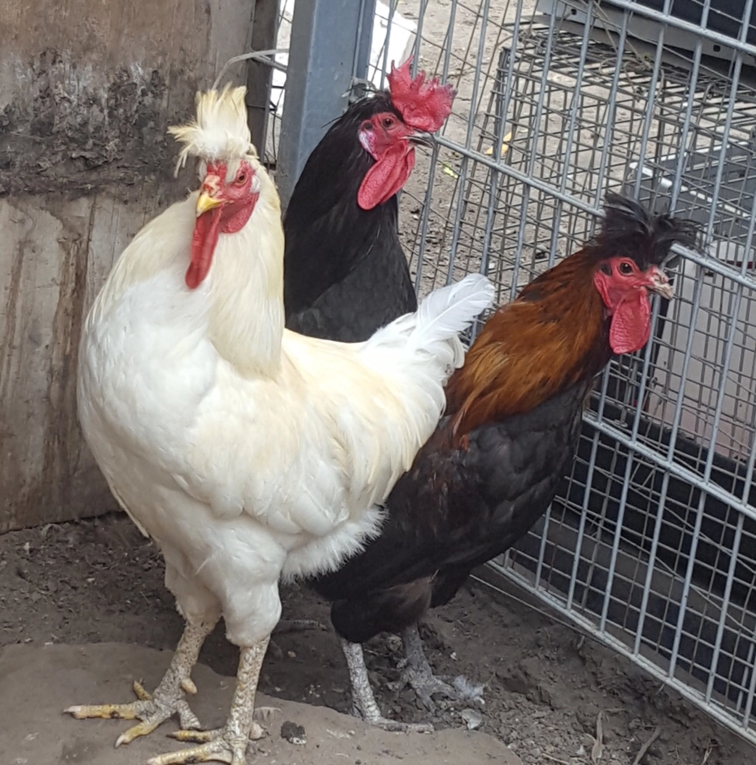 Tierschutzorganisation Arche 90 e.V. - Hähne