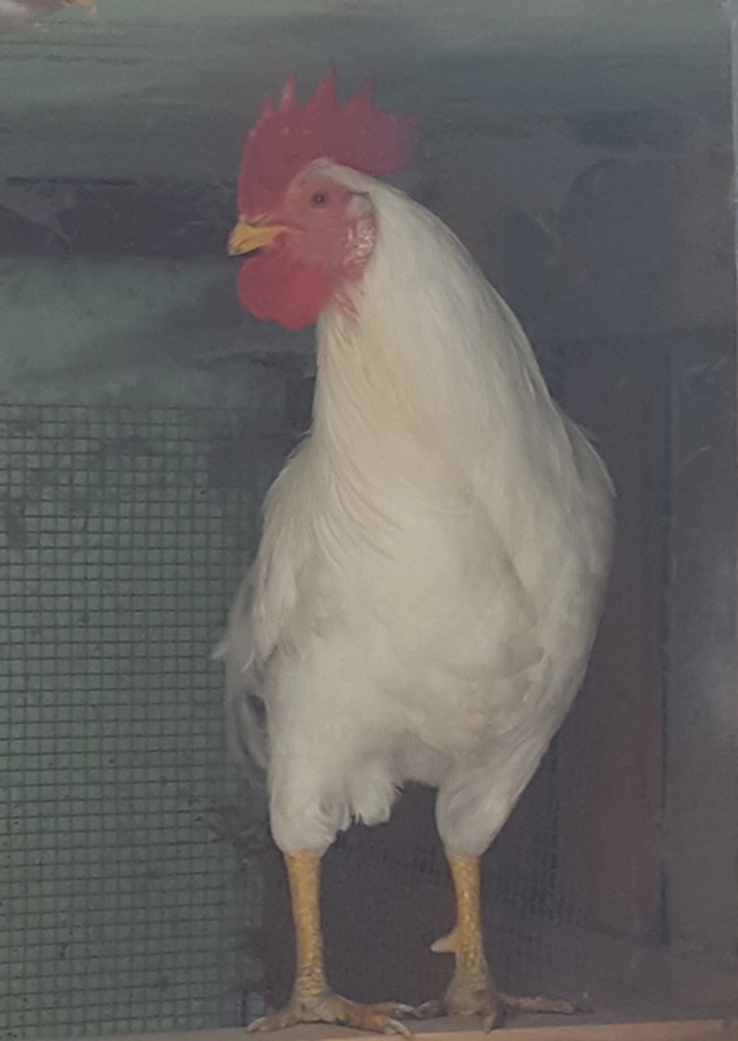Tierschutzorganisation Arche 90 e.V. - Hähne