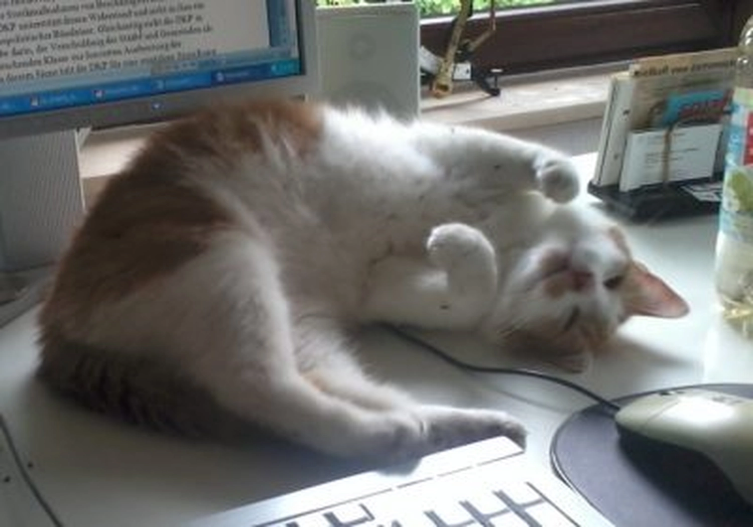 Tierschutzorganisation Arche 90 e.V. - Paulchen katze