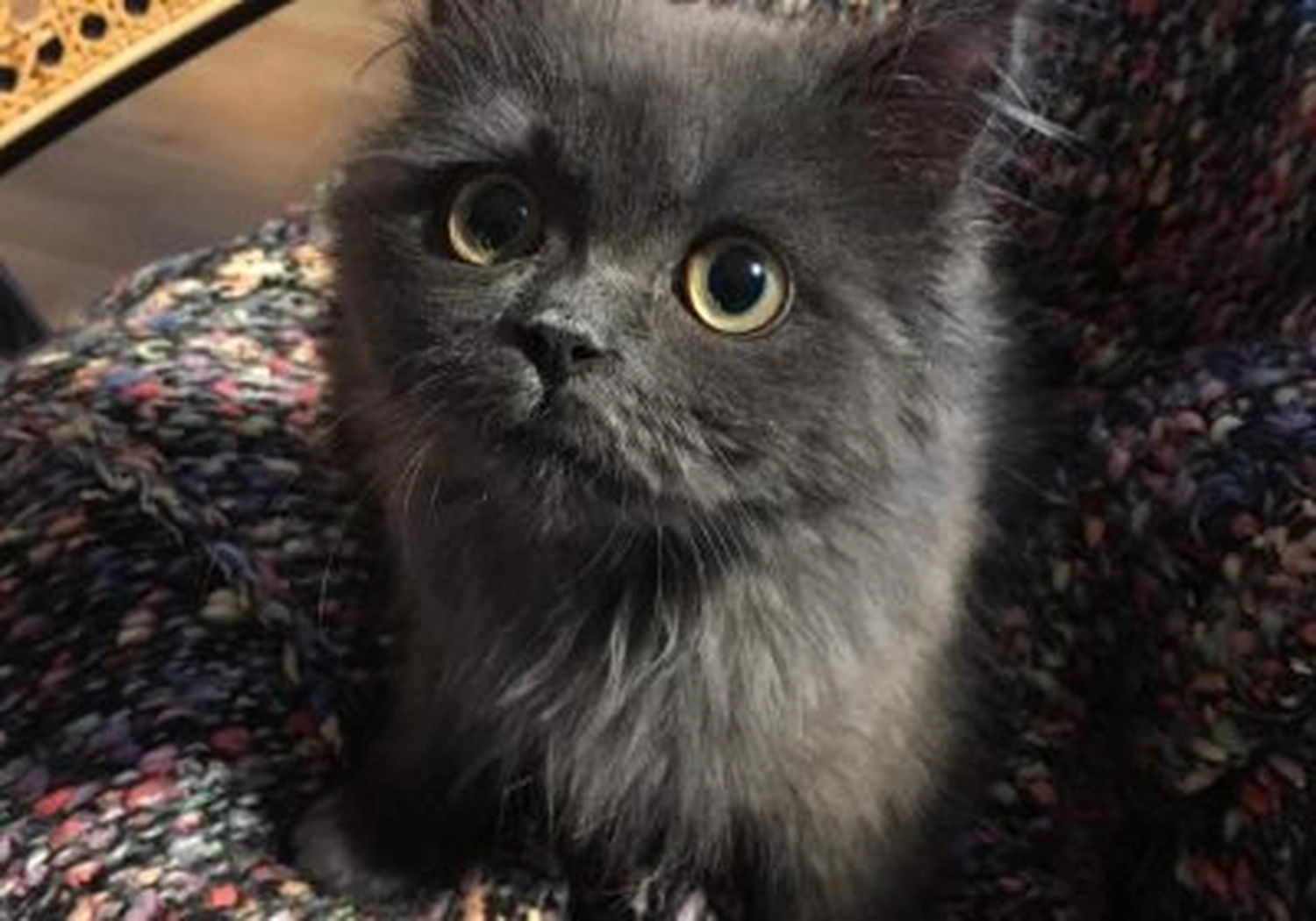 Tierschutzorganisation Arche 90 e.V. - Katze