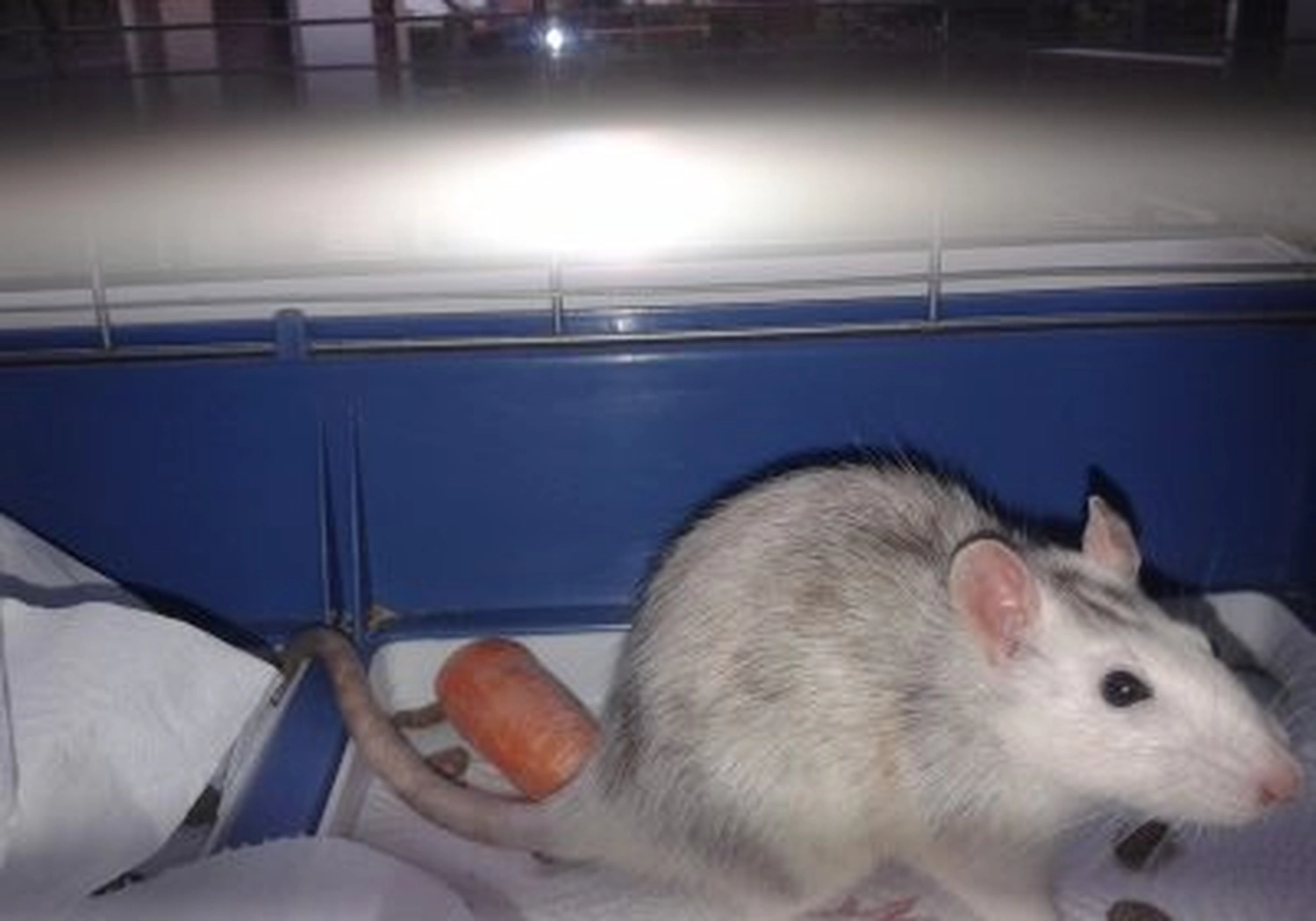 Tierschutzorganisation Arche 90 e.V. - Nahaufnahme einer hellgrau-weißen Hausratte in einem blauen Plastikbehälter neben einem Stück Karotte.