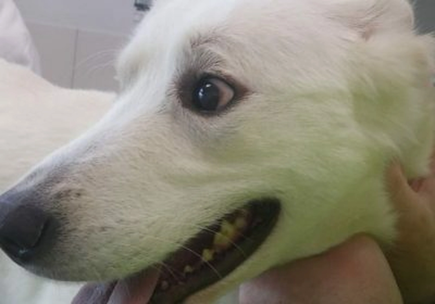 Tierschutzorganisation Arche 90 e.V. - Hund