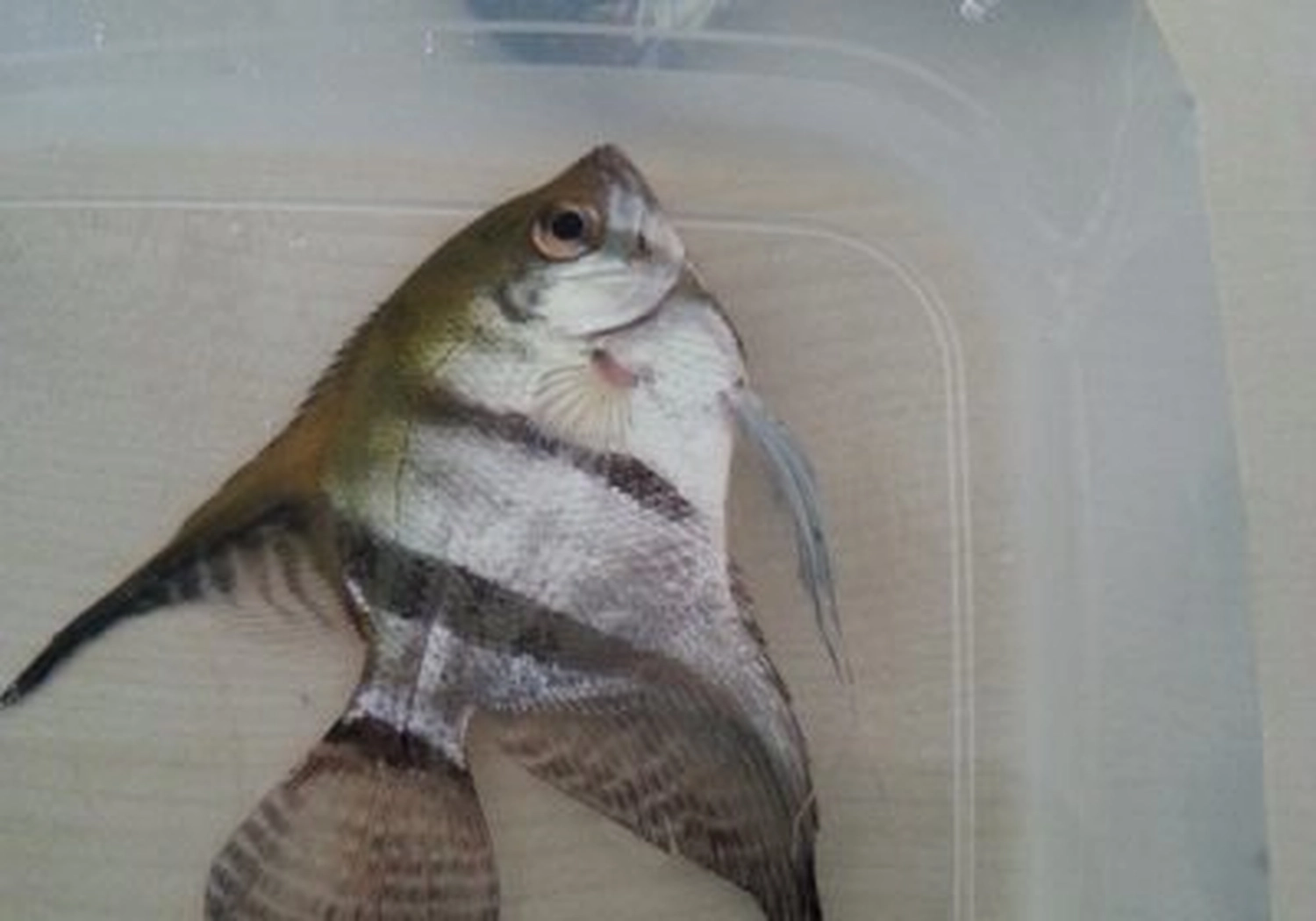 Tierschutzorganisation Arche 90 e.V. - Ein gestreifter Kaiserfisch schwimmt in einem schmalen, durchsichtigen Glasbehälter mit Wasser.